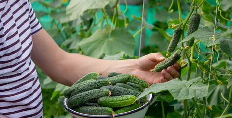 A male farmer harvests cucumbers in a greenhouse.