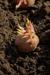 planting potatoes in spring, farm potatoes in hands. Selective focus.