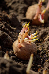 planting potatoes in spring, farm potatoes in hands. Selective focus.