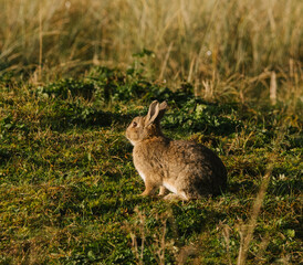 rabbit in the grass