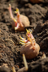 planting potatoes in spring, farm potatoes in hands. Selective focus.