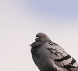 pigeon with a sky background and lots of open space 