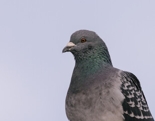 close up of a pigeon