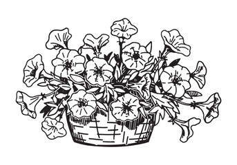 Sketch of petunias in a pot. Spring time flower clipart. Hand drawn vector illustration isolated on white background. - obrazy, fototapety, plakaty