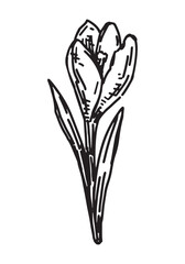 Crocus sketch. Spring time flower clipart. Hand drawn vector illustration isolated on white background.