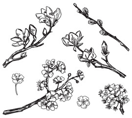 Spring botanical sketches set. Blooming tree branches of magnolia, sakura, willow, apricot. Vector illustrations isolated on white. - obrazy, fototapety, plakaty