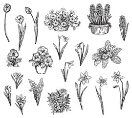 Spring time flowers collection. Clipart set of snowdrops, tulips, narcissus, pansies, crocus, hyacinth, primrose, marigolds, petunias, lilies of the valley. Vector illustrations isolated on white. - obrazy, fototapety, plakaty