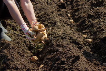 planting potatoes in spring, farm potatoes in hands. Selective focus.