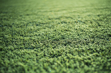 frozen grass on the football pitch - Powered by Adobe