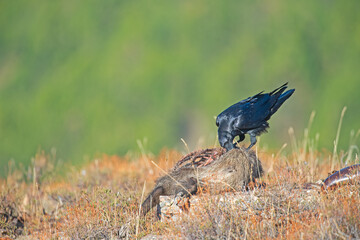 Northern Raven (Corvus corax) feeding on wild boar carrion.
