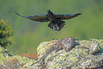 Northern Raven (Corvus corax) feeding on wild boar carrion.