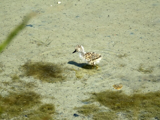 bébé aigrette dans les marais salants