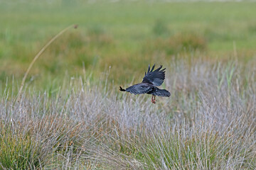 Red-billed Chough (Pyrrhocorax pyrrhocorax) flying through the grass.