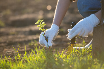 Unrecognizable woman planting young sprout into ground