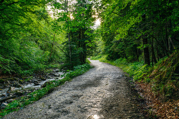 The road leading through the dense forest to the Guk waterfall. Mountain Creek. Mykulychyn village. Tourist attraction. Bukovel area. - obrazy, fototapety, plakaty