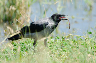 Hooded Crow (Corvus cornix) feeding on earthworms.