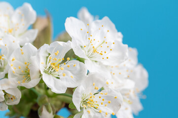 Blooming apple tree against blue background. White flowers blossoming in spring season 