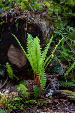 Lomaria discolor (Blechnum discolor, or  crown fern (Māori: piupiu)) in Westland Tai Poutini National Park, South Island, New Zealand