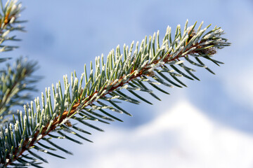 Green spruce branches in the garden covered with morning white frost