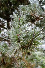 Green pine branches in the garden covered with morning white frost