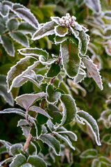 Ilex branches and leaves in the garden covered with morning white frost