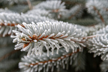 Naklejka na ściany i meble Green spruce branches in the garden covered with morning white frost