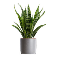 Potted Snake Plant Dracaena Trifasciata - A Snake Plant Also Known as Dracaena Trifasciata Presented in a Pot Showcasing Its Long Upright Leaves and Easy. Care Natur. Cutout PNG.