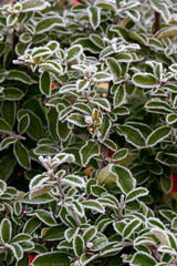 Green bush leaves covered with white frost in the garden