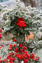 Red berries and green bush leaves covered with white frost in the garden