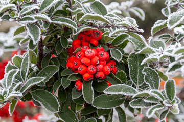Red berries and green bush leaves covered with white frost in the garden