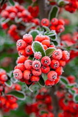 Red berries and green bush leaves covered with white frost in the garden