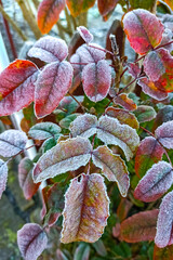 Ilex branches and leaves in the garden covered with morning white frost
