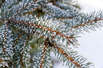 Green spruce branches in the garden covered with morning white frost