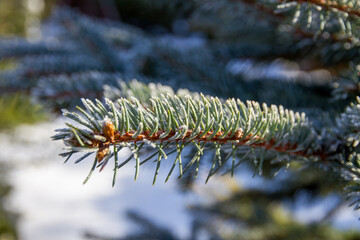 Green spruce branches in the garden covered with morning white frost