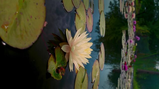 Blooming nymphaea bud in the pond close up. Water lily flower in lake during summer