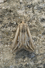 Vertical closeup on a Detailed closeup on a Mediterranean Mythimna l-album wainscot owlet moth, sitting on stone