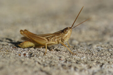 Closeup on a Jersey grasshopper, Euchorthippus elegantulus sitting on a stone