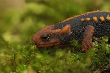 Fototapeta premium Closeup on a colorful orange juvenile Mandarin newt on green moss, Tylototriton verrucosus
