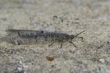 Closeup on a Mediterranean Four-spotted Antlion, Distoleon tetragrammicus