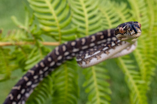 Australian Diamond Python climbing in tree fern