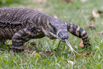 Australian Lace Monitor using it's tongue to find food