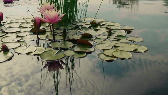 Blooming different plant variety of nympheas in the pond. Water lily flower in lake during summer