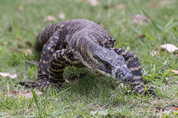 Australian Lace Monitor lizard in search of food