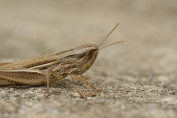Closeup on a Jersey grasshopper, Euchorthippus elegantulus sitting on a stone