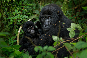 Eastern Gorilla - Gorilla beringei critically endangered largest living primate, lowland gorillas or Grauer's gorillas (graueri) in the green rainforest, adults and child feeding and playing.