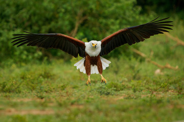 African Fish-eagle - Haliaeetus vocifer  large white and brown eagle found throughout Africa, national bird of Namibia, Zimbabwe, Zambia, and South Sudan. Flying and landing eagle on green background