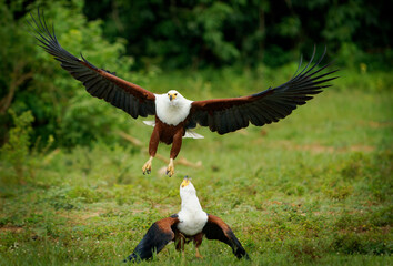 African Fish-eagle Haliaeetus vocifer  large white and brown eagle from Africa, national bird of...