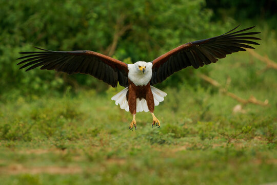 African Fish-eagle - Haliaeetus vocifer  large white and brown eagle found throughout Africa, national bird of Namibia, Zimbabwe, Zambia, and South Sudan. Flying and landing eagle on green background