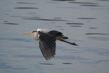 grey heron in a field