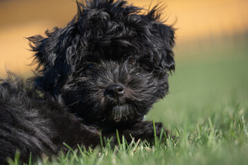 Cute Little Havanese Puppy with Tiltted Head Looks at Camera